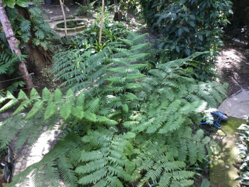 A very young giant treefern she is about 7 years old 