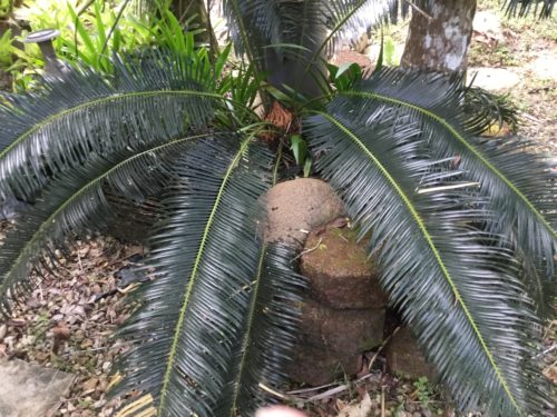 This is a very very old plant, I’ve just noticed termites are building a nest around it? 