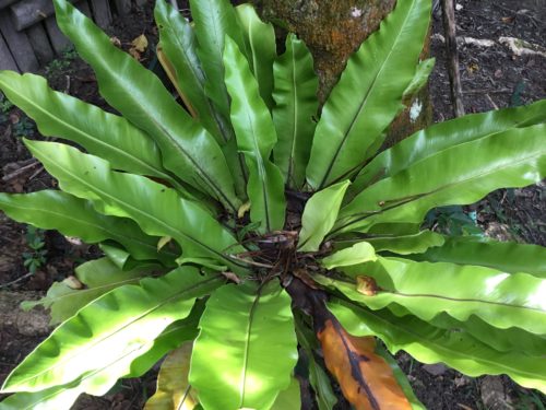 We call these ferns Birds Nests? 