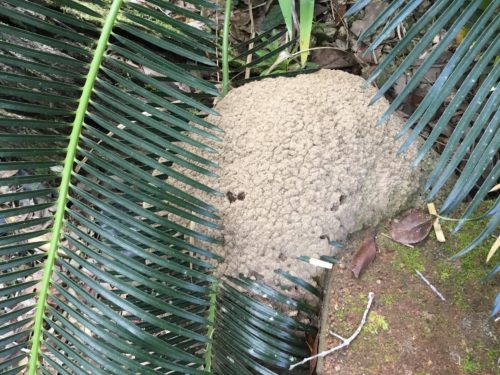 Termite nest? 