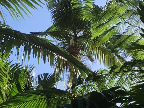 Right in th e middle of the photo two white cockatoos are stripping off the seeds from this palm, not to eat just stripping them off!!! 