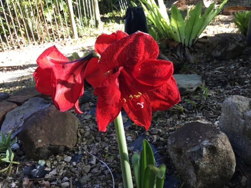 Stunning red Lilly that all ways gives me a good show 