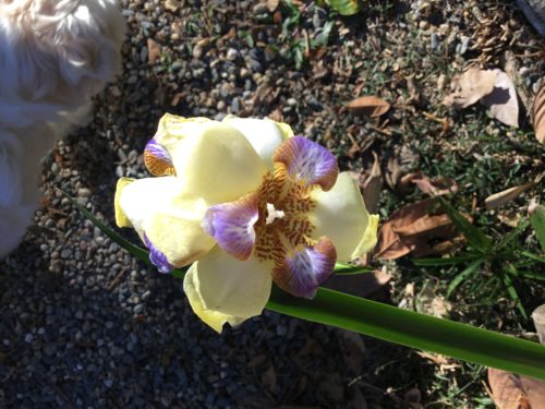 One day Iris, these are little self plantings and yesterday there were around 40 of them flowering, they all flower within a week of each other? Then it’s all over 