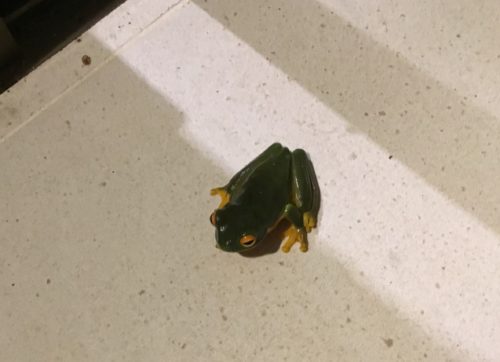 Upclose and personal, one of our local wee frogs which the garden is full of after the rain last night? 