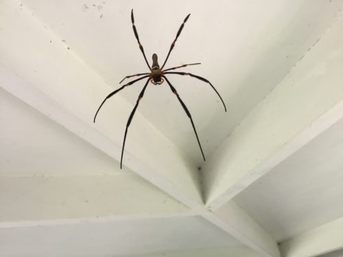 On the veranda catching mosquitoes for us LOL. 