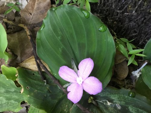 If I look closely I can find tiny beautiful native flowers. 