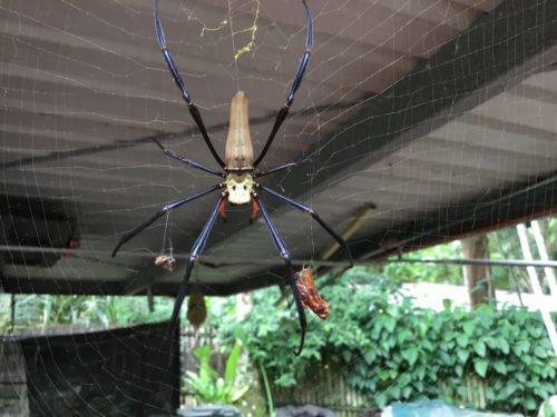 Golden orb spide you can see his lovely gold web in blobs next to him. He’s living 8n the car port, 