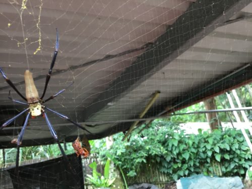 Golden orb spider build the most complected webs, so fine and so large. 