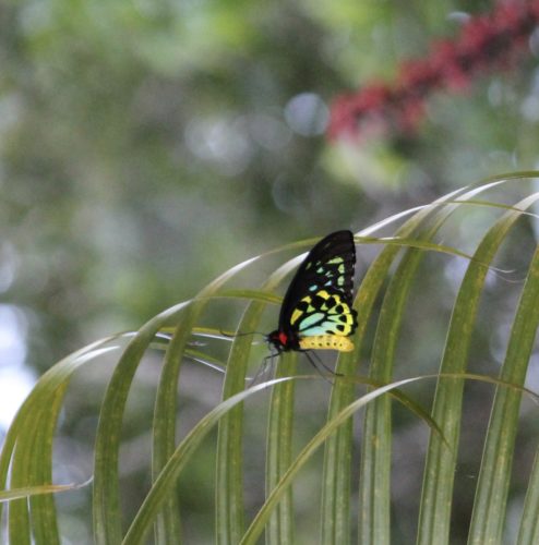 Female birdwing butterfly she would cover the palm of my hand which is a big hand LOL